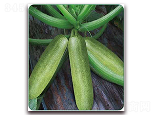 珍玉-菜用西葫蘆種子-金鵬種業(yè)