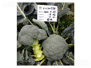 西蘭花20179-西蘭花種子-亞非