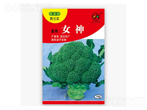 亞非女神-西蘭花種子-亞非