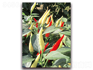 正鴻五號-辣椒種子-東方正大