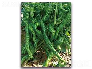 龍禧806-辣椒種子-東方正大