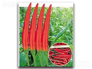 正鴻美-辣椒種子-東方正大