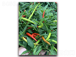 正鴻116-辣椒種子-東方正大