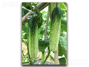 ������һ̖-�S�ϷN��-����N��