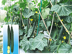 ���ȴ�266-�S�ϷN��-����N��