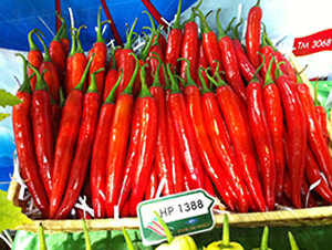 正美-辣椒種子-正大種子