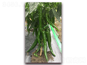 泰豐218-辣椒種子-正大種子