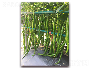 泰辣28-辣椒種子-正大種子