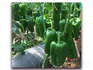 宏泰一號-辣椒種子-正大種子