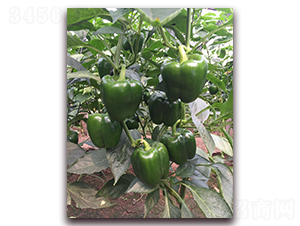 宏泰二號-辣椒種子-正大種子