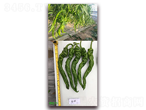 泰隴79-辣椒種子-正大種子