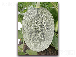 ������7̖(h��o)-���ܹϷN��-�����N��