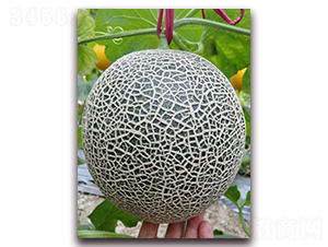 �ƾW(w��ng)���̖(h��o)-���ܹϷN��-�����N��