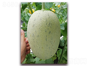 白紗姑娘-哈密瓜種子-科龍種子
