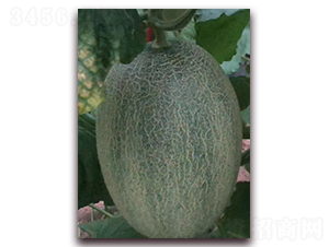 科網(wǎng)甜二十五號(hào)-哈密瓜種子-科龍種子