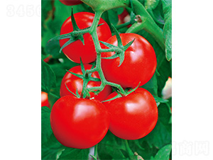 �F��һ̖(h��o)-���ѷN��-����