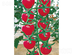 ��ʥ-���ѷN��-����