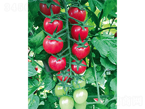 �۶�ؐ-���ѷN��-����