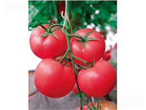 ���r(n��ng)��(y��u)��-���ѷN��-����