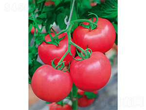 ������̖(h��o)-���ѷN��-����