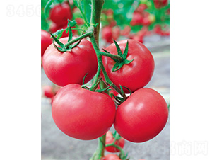 ������̖(h��o)-���ѷN��-����