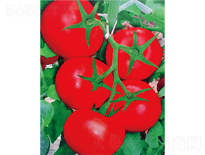 ����ʮ̖-���ѷN��-����