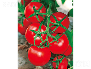 ������̖(h��o)-���ѷN��-����