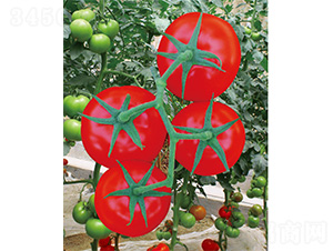 ������̖-���ѷN��-����