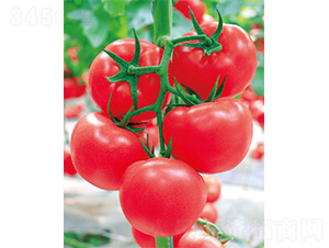 ����116-���ѷN��-����