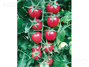 ��Ѷ�̖(h��o)-���ѷN��-����