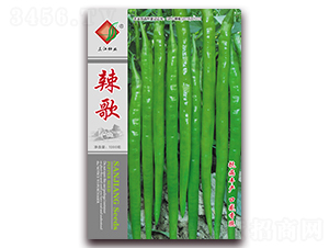 辣歌-辣椒種子-三江種業(yè)