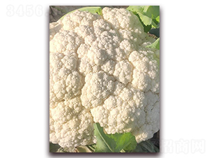 ����105��-�ɻ��˷N��-�����