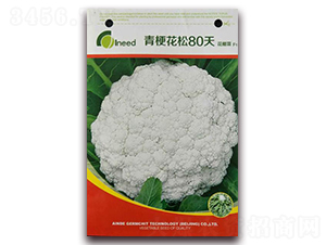 �������80�컨Ҭ��F1-��Ҭ�˷N��-�����