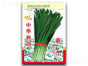 中華神劍-韭菜種子-平龍種業(yè)