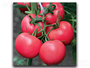 ����һ̖-���ѷN��-�����o�N��