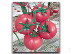 ���F��270-���ѷN��-�����o�N��