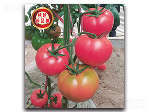 TMP17455-���ѷN��-�����o�N��