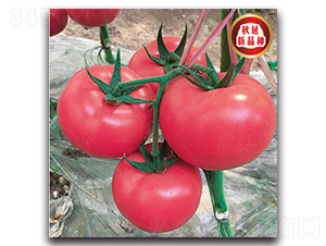 TMP17175-���ѷN��-�����o�N��