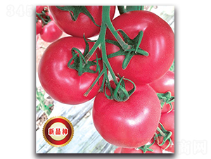 TMP16451-���ѷN��-�����o�N��