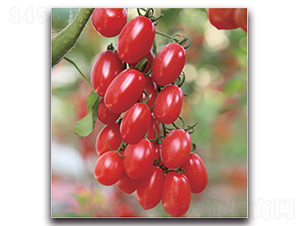 NC13-60-���ѷN��-�����o�N��