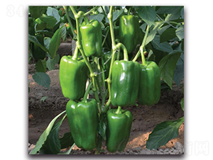 ̫�ս�2017-�����N��-�����o�N��