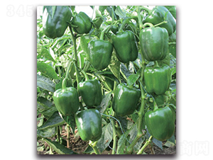世紀(jì)發(fā)-辣椒種子-新世紀(jì)種苗
