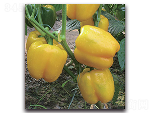 世紀(jì)達(dá)-辣椒種子-新世紀(jì)種苗