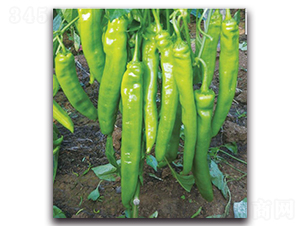 ���ؠ�6̖-�����N��-�����o(j��)�N��