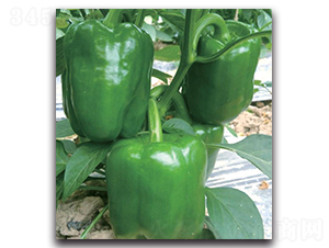 SP1406-辣椒種子-新世紀(jì)種苗