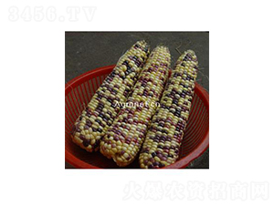 �d�G����Ŵ-Ŵ���׷N��-�d�G�N��