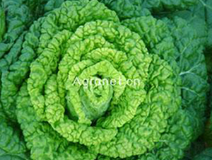 黃心烏-葉菜種子-興綠種苗