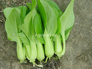 �Ϻ����uë��-�๣�˷N��-�d�G�N��