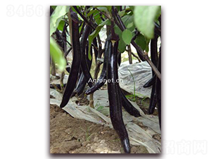 興綠長(zhǎng)茄-茄子種子-興綠種苗