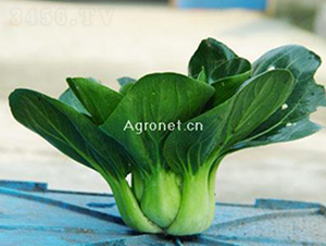 ���x�K����-��˷N��-�d�G�N��